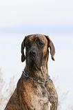 DOGUE ALLEMAND 989
